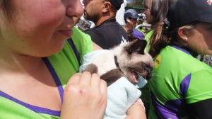 Una gatica en la carrera de madres y bebés.